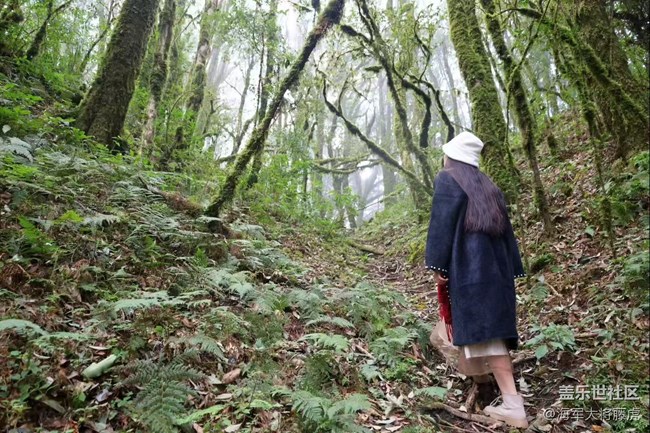 【瞬間】雨林里的瞬間，是裹著苔蘚的溫柔