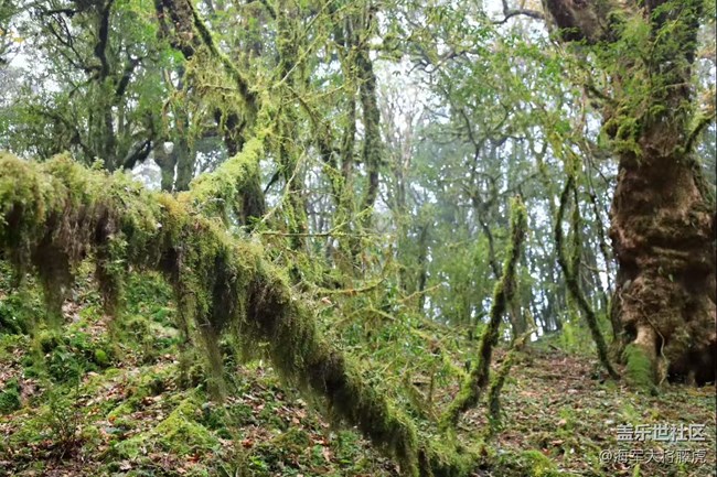 【瞬間】雨林里的瞬間，是裹著苔蘚的溫柔