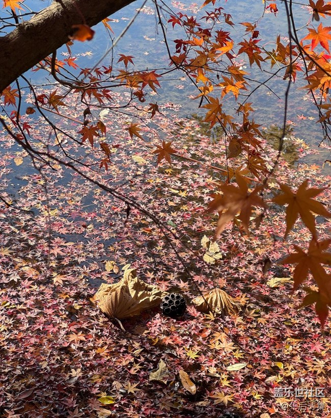 【瞬間】剎那芳華