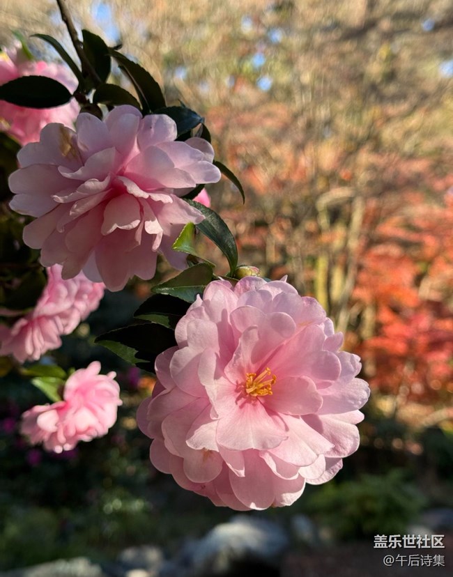 【瞬間】剎那芳華