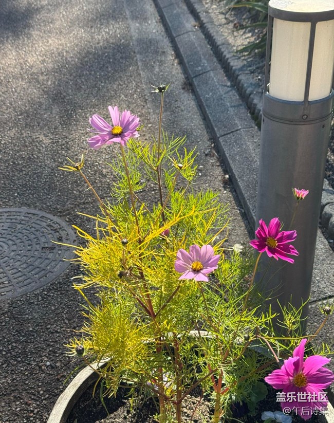 【瞬間】剎那芳華