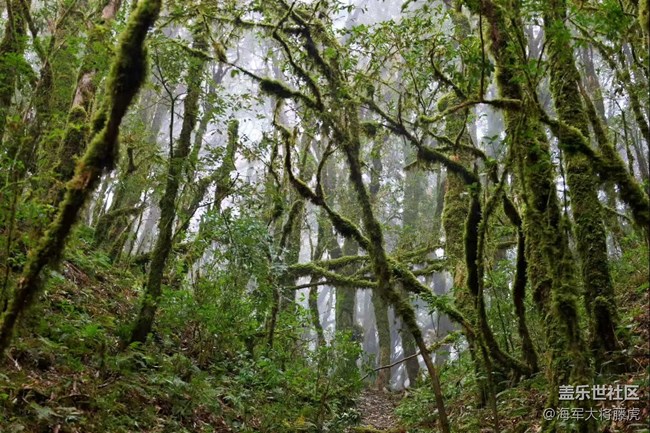 【瞬間】雨林里的瞬間，是裹著苔蘚的溫柔