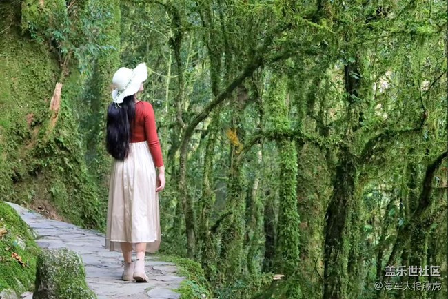 【瞬間】雨林里的瞬間，是裹著苔蘚的溫柔