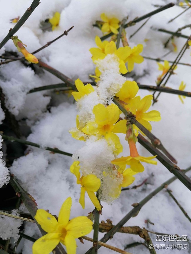 【銀裝視界】銀裝視界里的冬日溫柔 【銀裝視界】銀裝視界里的冬日溫柔