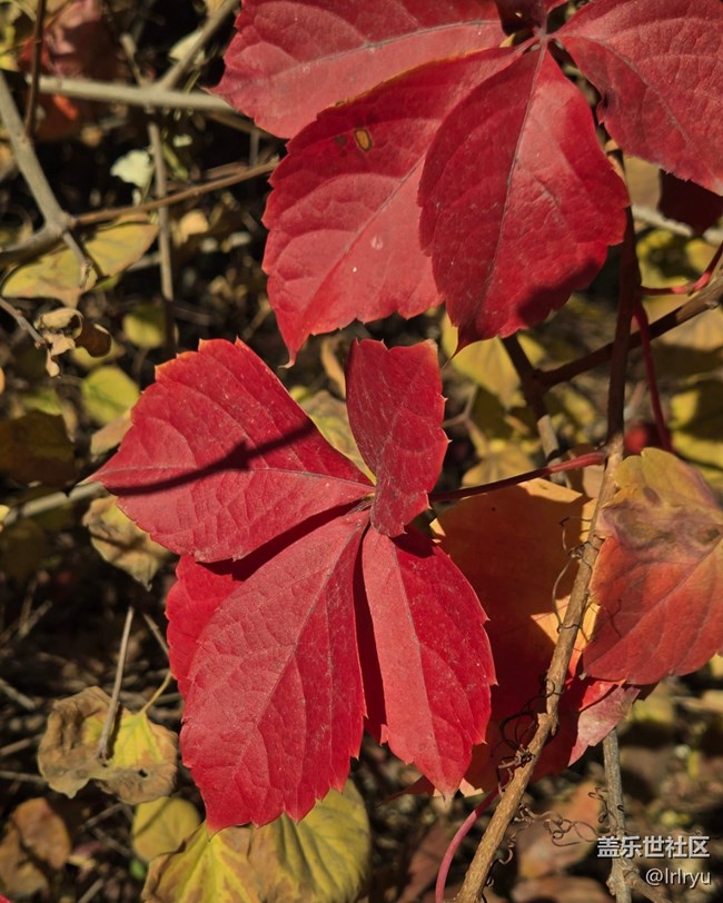 【街巷秋痕】深秋季節(jié)