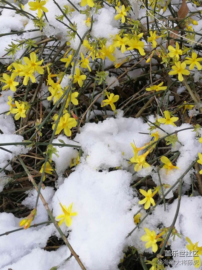 【銀裝視界】銀裝視界里的冬日溫柔 【銀裝視界】銀裝視界里的冬日溫柔