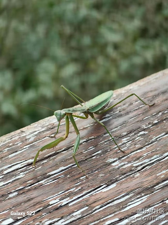 【三星視界】三生有杏