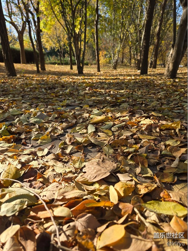 【街巷秋痕】深秋季節(jié)