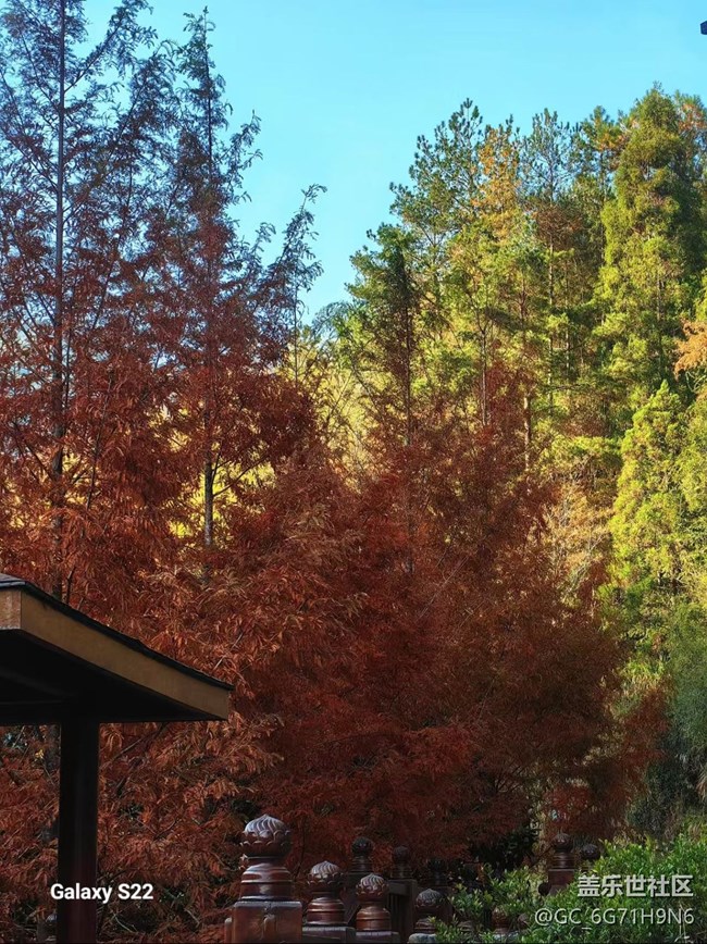 【三星視界】三生有杏