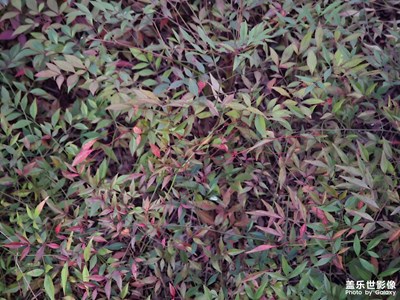 【初冬限定幀】冬日的葉