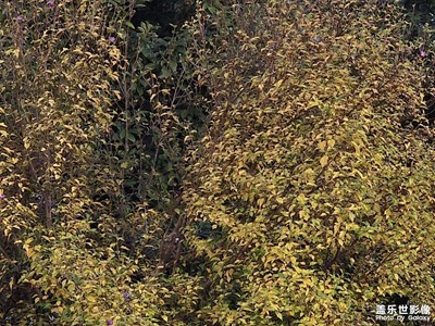 【初冬限定幀】冬天的影像