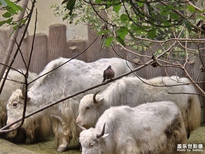 【初冬限定幀】動(dòng)物園