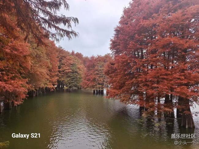 【三星視界】紅杉林