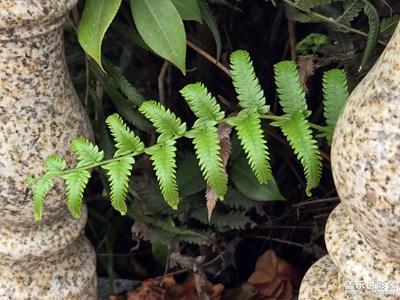 【初冬限定幀】世界的顏色