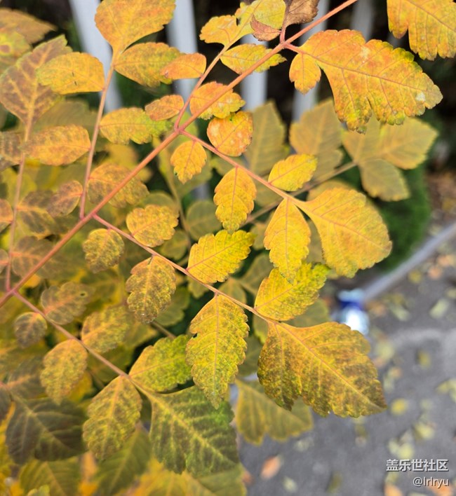 【秋末山景】流連秋日光景