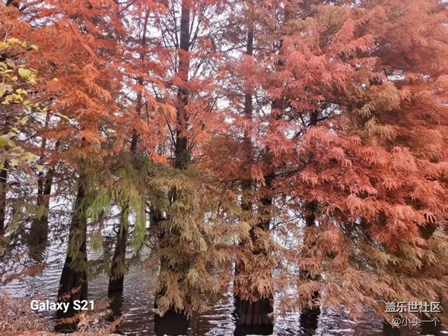 【三星視界】紅杉林