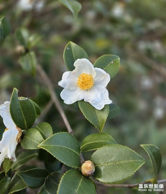 【初冬限定幀】茶花開滿山