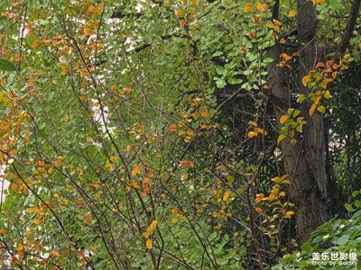 【初冬限定幀】初冬美景