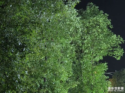 【初冬限定幀】冬夜