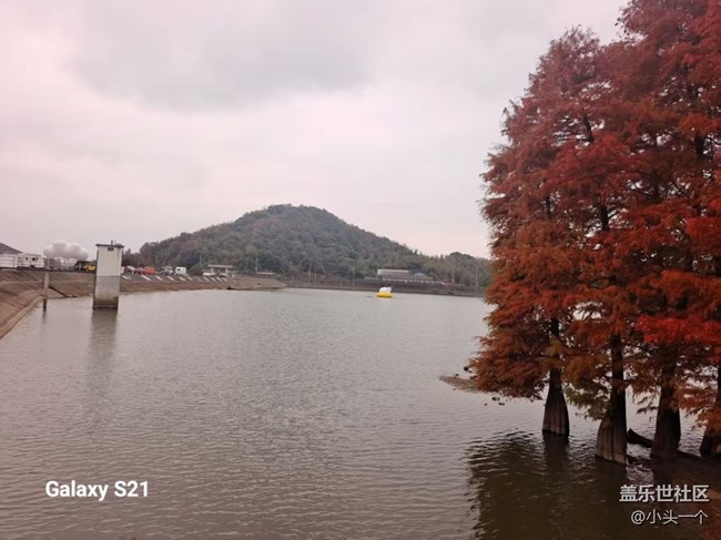 【三星視界】紅杉林