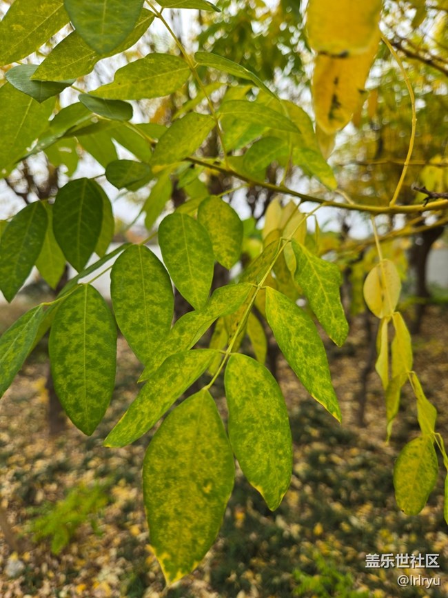 【秋末山景】流連秋日光景