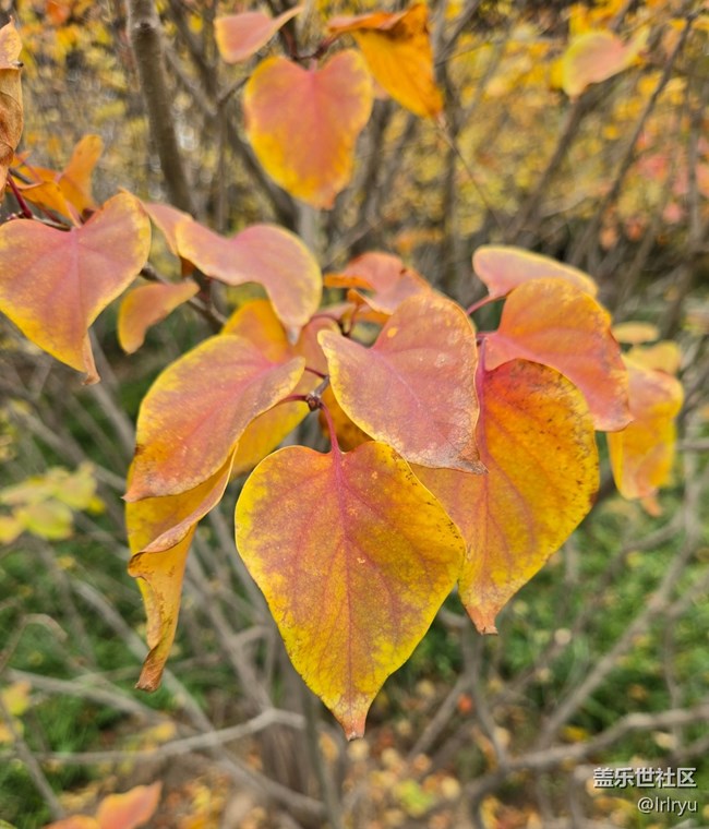 【秋末山景】流連秋日光景