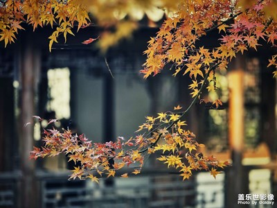 【初冬限定幀】+楓葉紅了