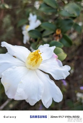【初冬限定幀】山茶花盛開的冬季