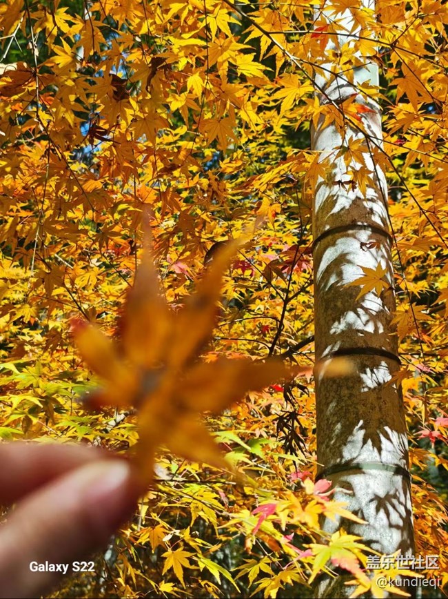 【三星視界】秋葉