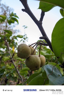 【初冬限定幀】冬風輕拂，梨枝搖曳