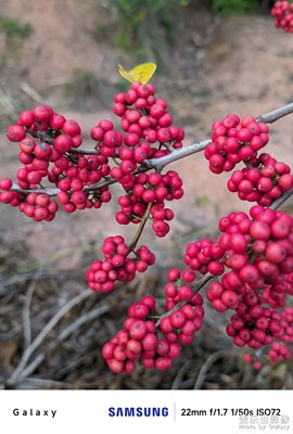【初冬限定幀】鐵冬青（又名熊膽木）