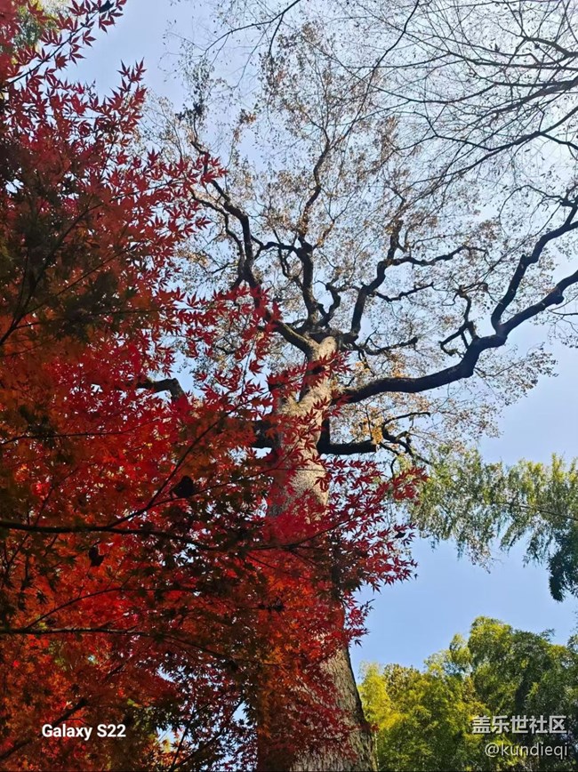 【三星視界】秋葉