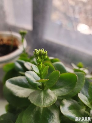 【順光逆光】+辦公室里的花花草草