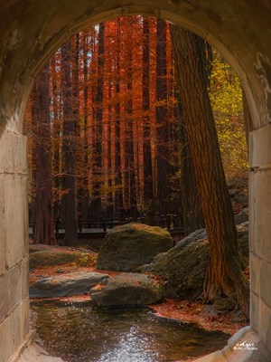 Galaxy S23 Ultra 走進秋天（五）