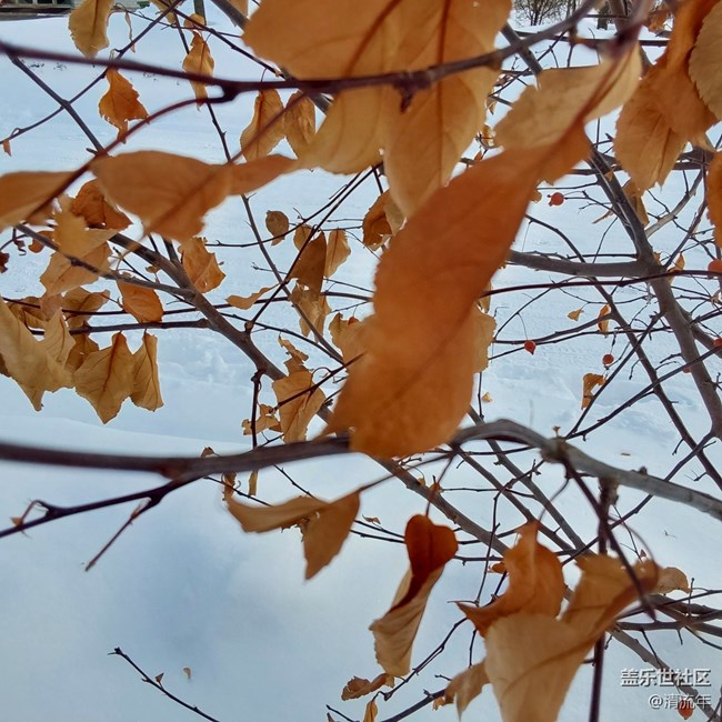 【銀裝視界】銀白世界