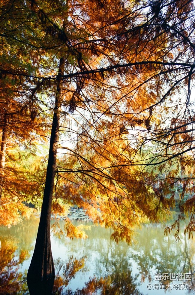 【秋末山景】秋末林間，是陽光染透的溫柔