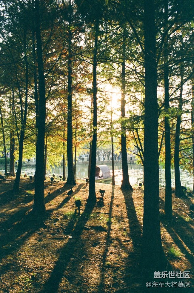 【秋末山景】秋末林間，是陽光染透的溫柔