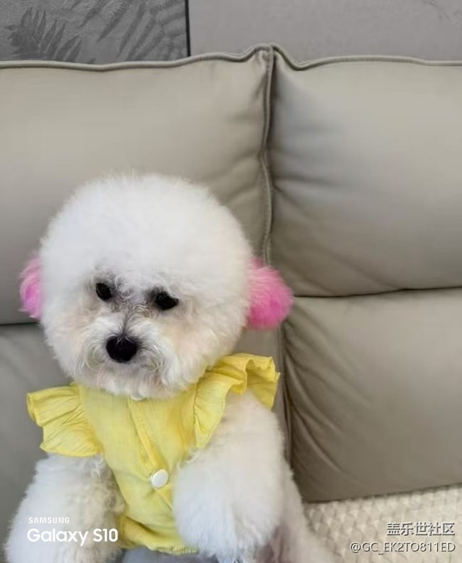 【三星視界】小狗