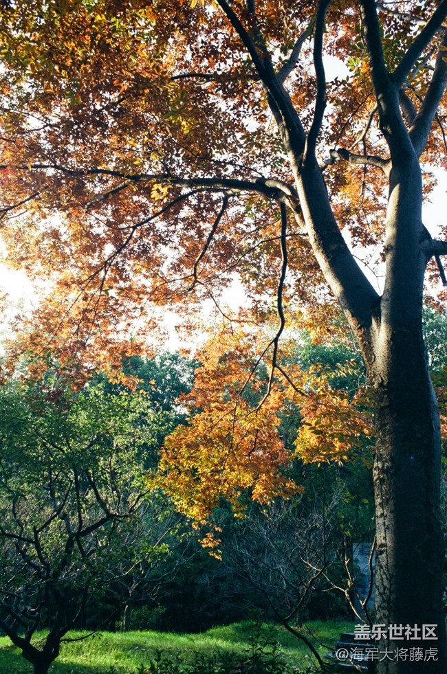 【秋末山景】秋末林間，是陽光染透的溫柔