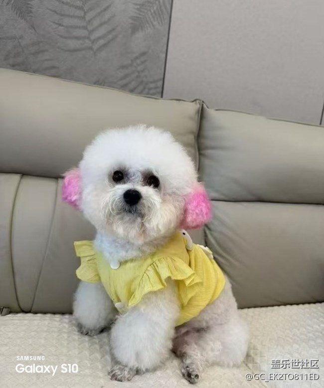 【三星視界】小狗