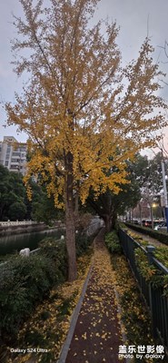 秋之痕，冬將近！