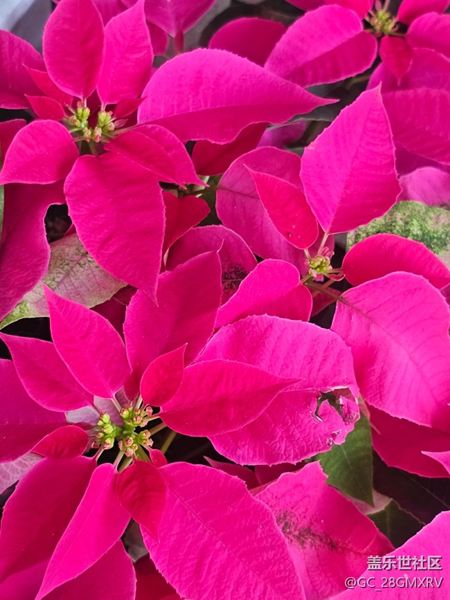 【星歲映像】花店