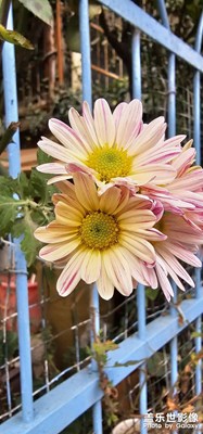 小區(qū)一家后院的花