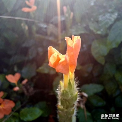 【順光逆光】+光影詩(shī)行