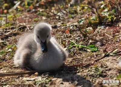 黑天鵝幸福的一家