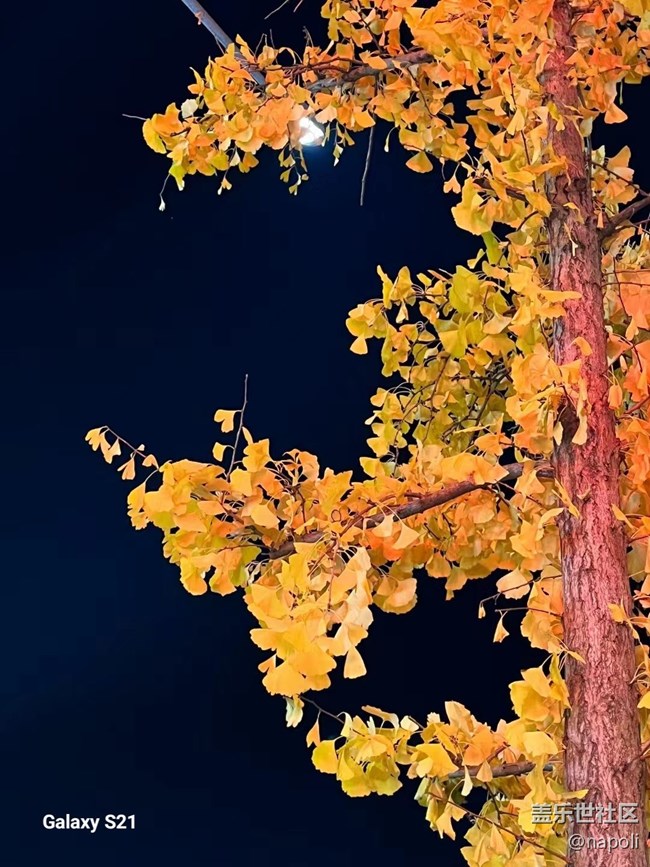 【三星視界】紅葉