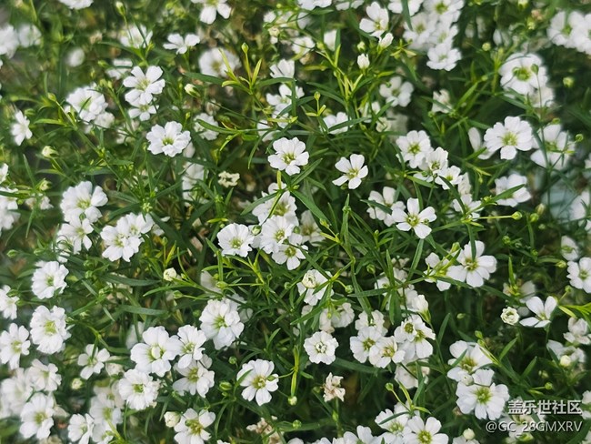 【星歲映像】花店