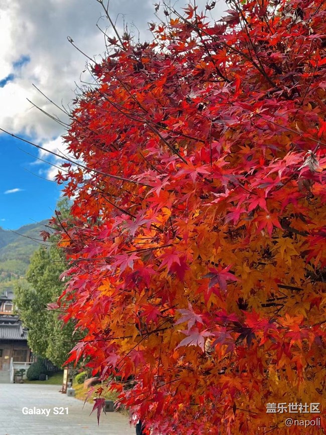 【三星視界】紅葉