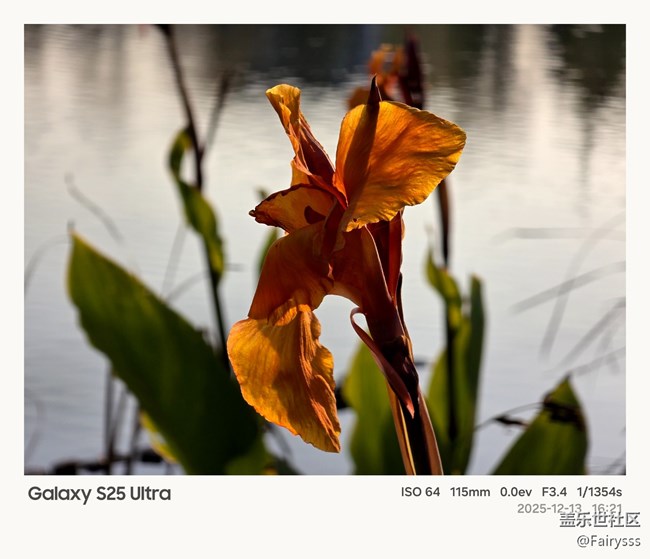 【Galaxy AI奇妙游】植物王國