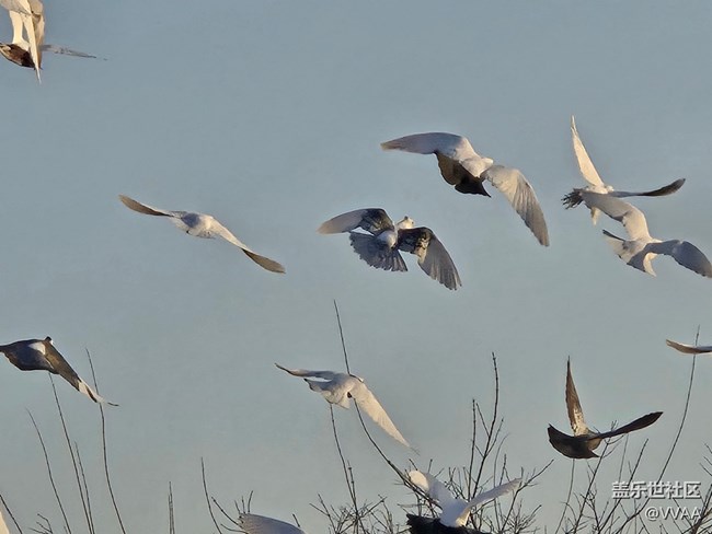 【星歲映像】觀鴿子
